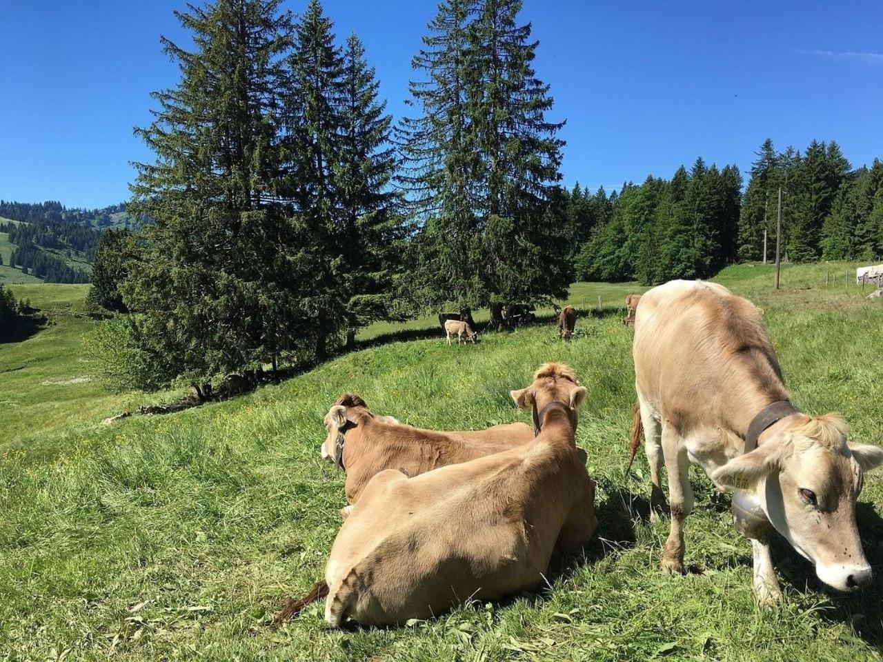 Appartement Nr 19, Alpenappartementhaus, Oberstaufen-Steibis, Allgaeu, Oberstaufen Plus Екстериор снимка